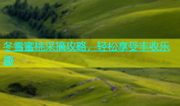冬雪蜜桃采摘攻略，轻松享受丰收乐趣
