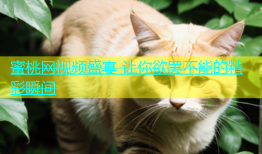 蜜桃网视频盛宴 让你欲罢不能的精彩瞬间